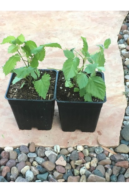 Ежевика садовая Виктория в контейнере Р9